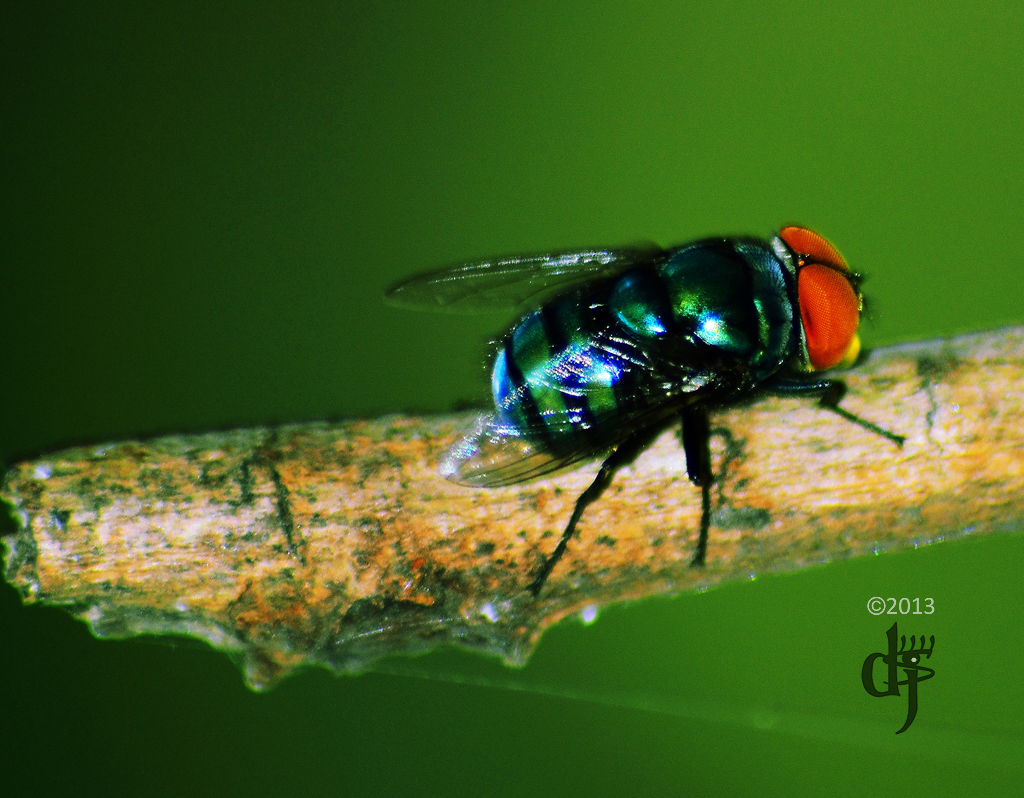 nongkrong-bareng-macro-micro-photography