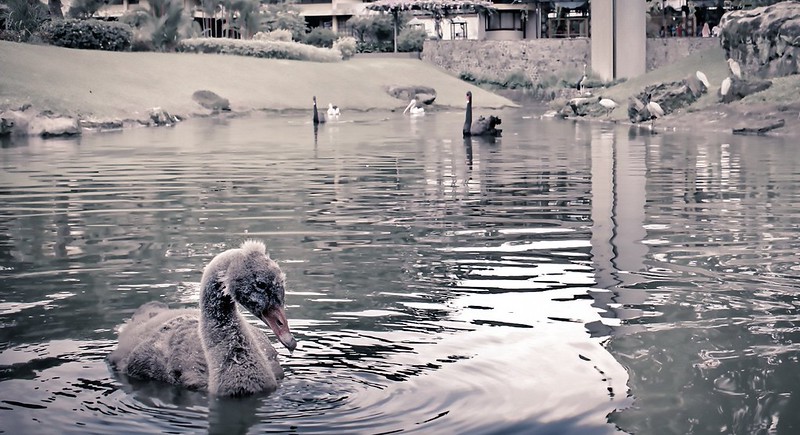 new-pendopo-sony-alpha