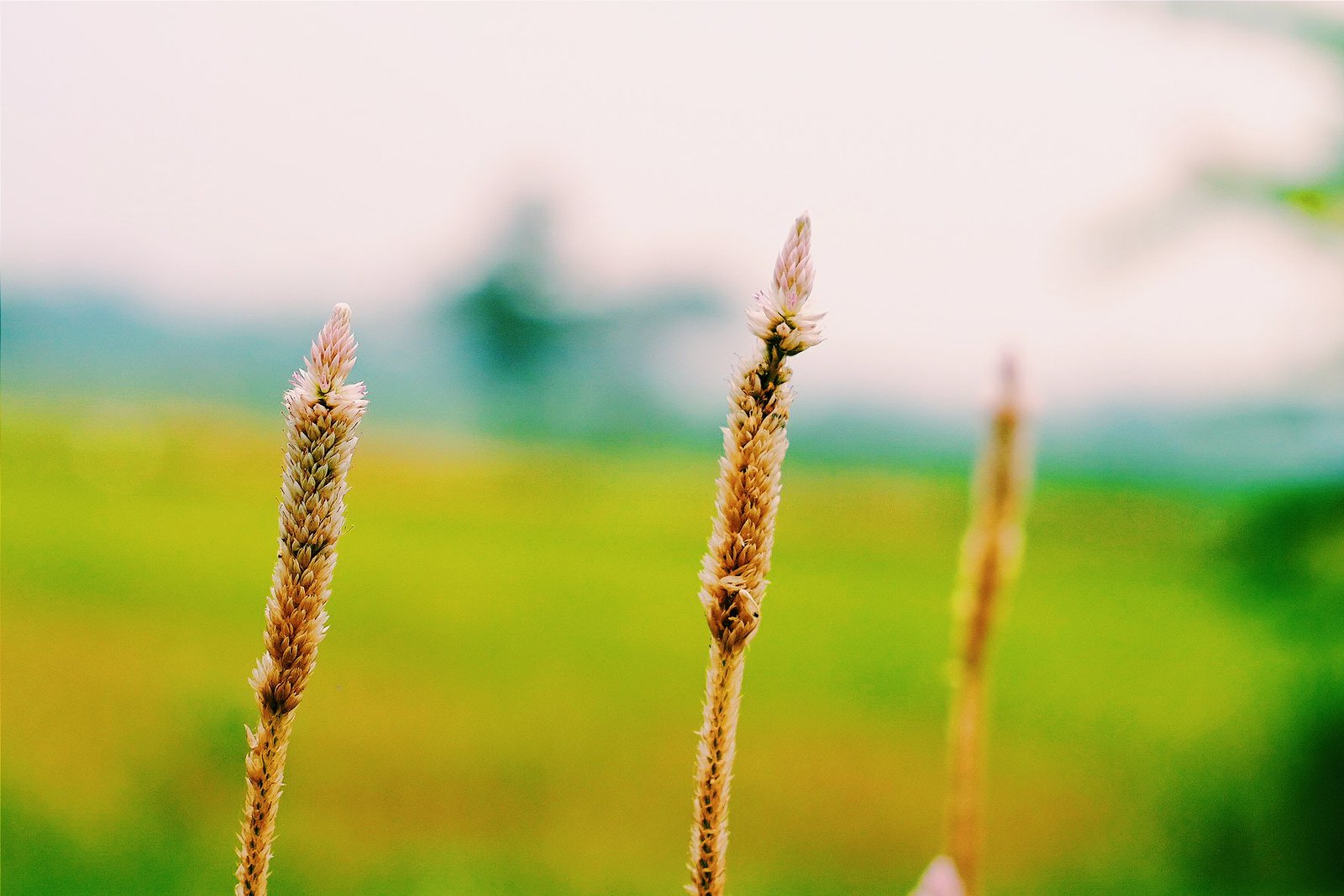 kavling-fujifilm-reborn