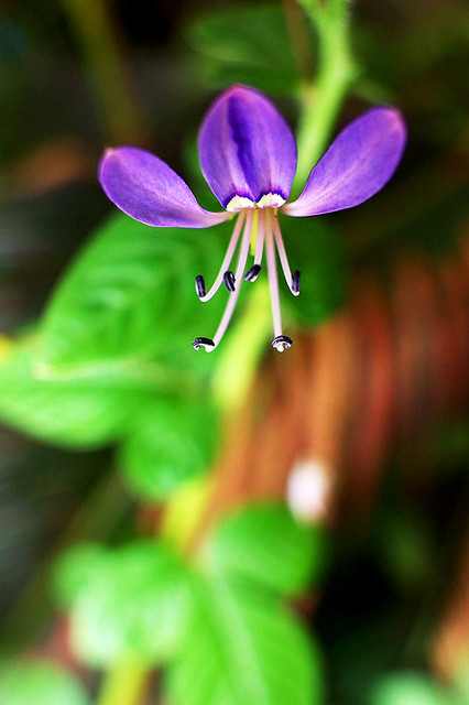 pentax-village---part-3--the-legend-still-continues