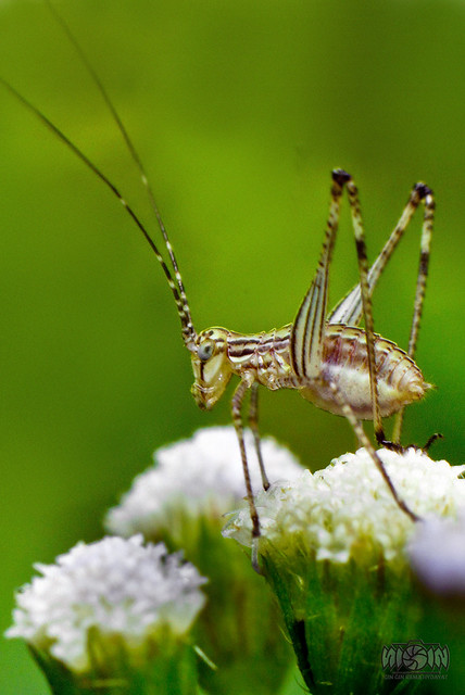 nongkrong-bareng-macro-micro-photography---part-1