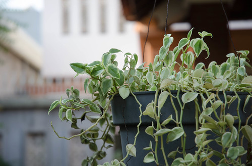 alun-alunnya-nikonian---part-11