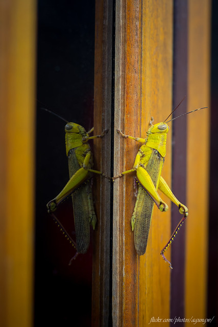 alun-alunnya-nikonian---part-11