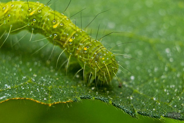nongkrong-bareng-macro-micro-photography