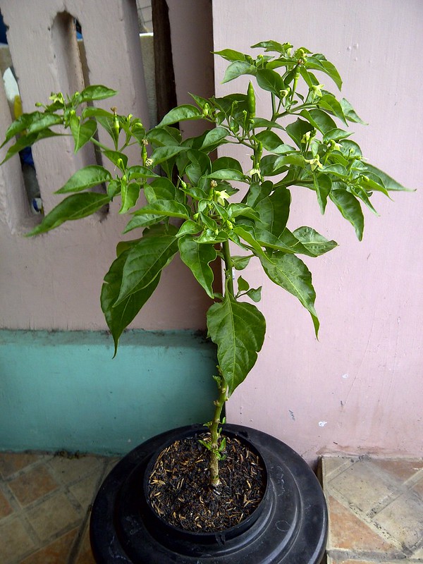 ayo-bertanam-cabe---hot--eksotis---part-1