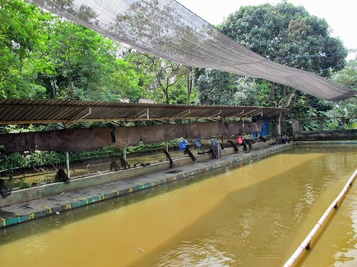LIBURAN SERU DI KAMPUNG 99 PEPOHONAN, DEPOK