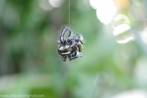 pentax-village---part-3--the-legend-still-continues