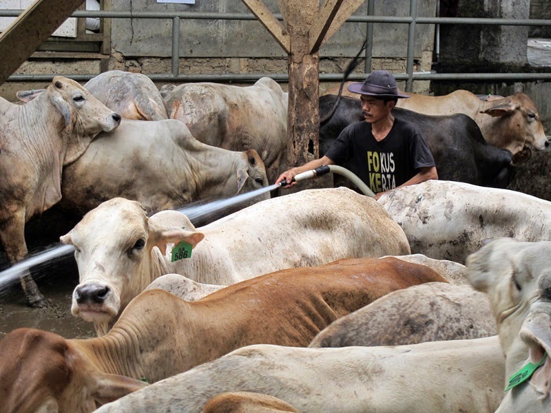 LIBURAN SERU DI KAMPUNG 99 PEPOHONAN, DEPOK