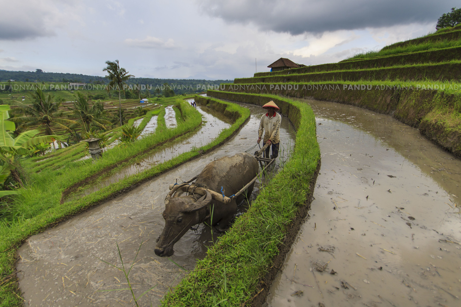 Agricultural Photography, Seni Fotografi tentang Dunia Pertanian