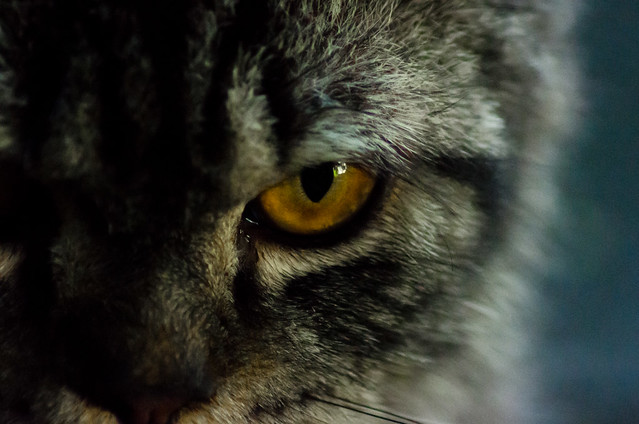 alun-alun-nikonian---part-12