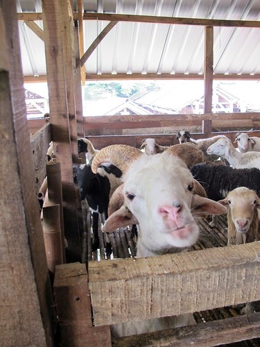 LIBURAN SERU DI KAMPUNG 99 PEPOHONAN, DEPOK