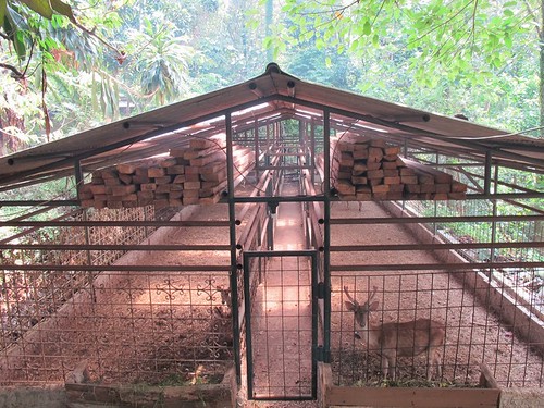 LIBURAN SERU DI KAMPUNG 99 PEPOHONAN, DEPOK
