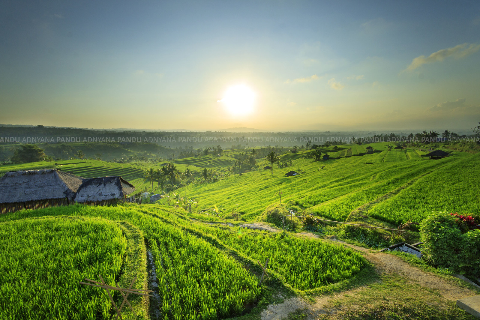 Agricultural Photography, Seni Fotografi tentang Dunia Pertanian