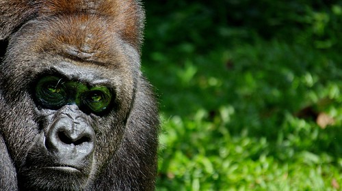 new-pendopo-sony-alpha