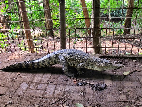 LIBURAN SERU DI KAMPUNG 99 PEPOHONAN, DEPOK