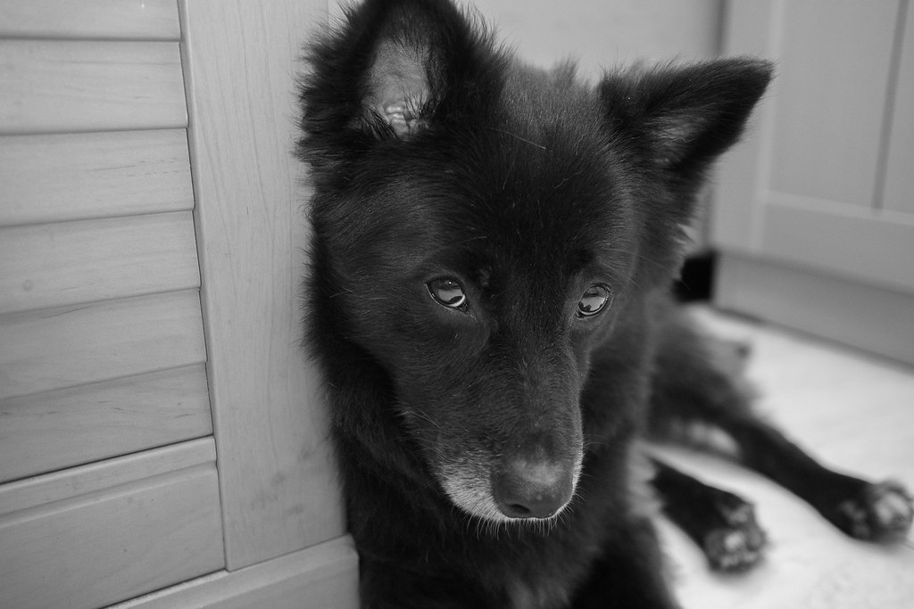 new-pendopo-sony-alpha