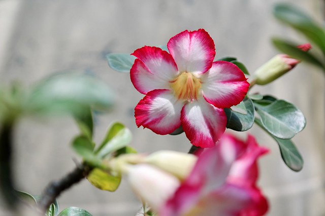 geoju-samseong-tempat-tinggal-samsung