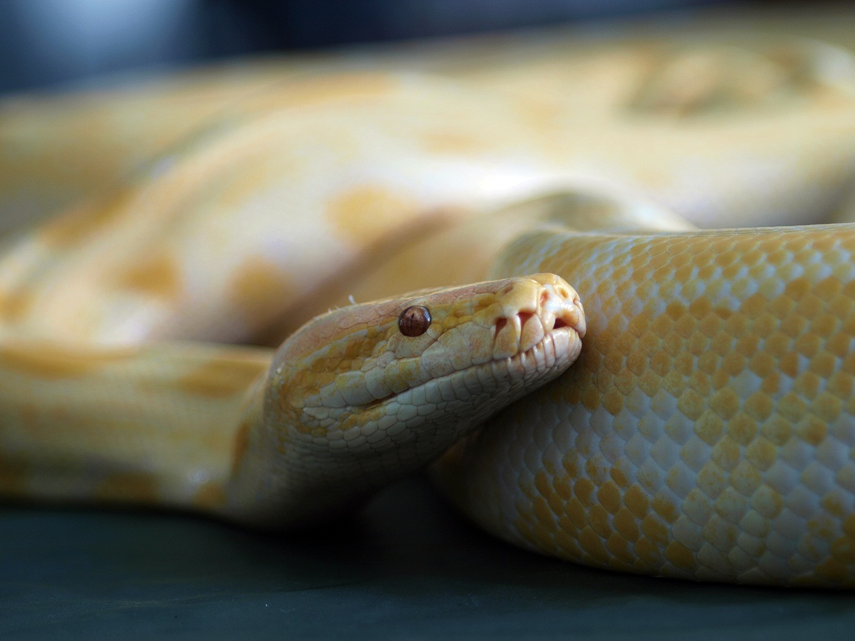 rumah-olympus---part-3