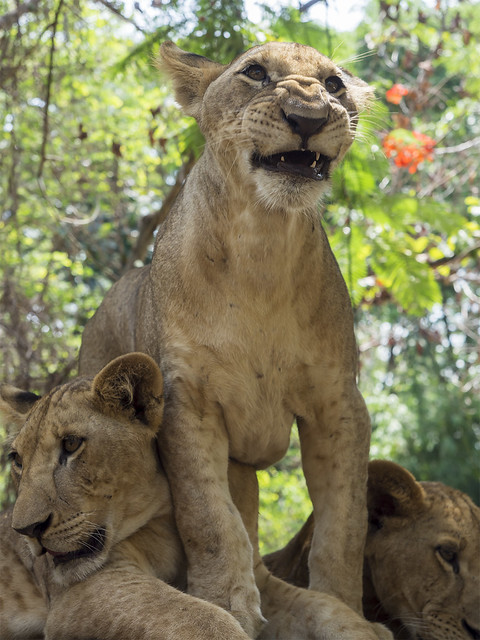 rumah-olympus---part-3