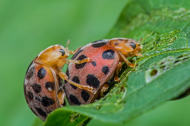 DIY Pop-Up Flash Diffuser buat Macro Photography