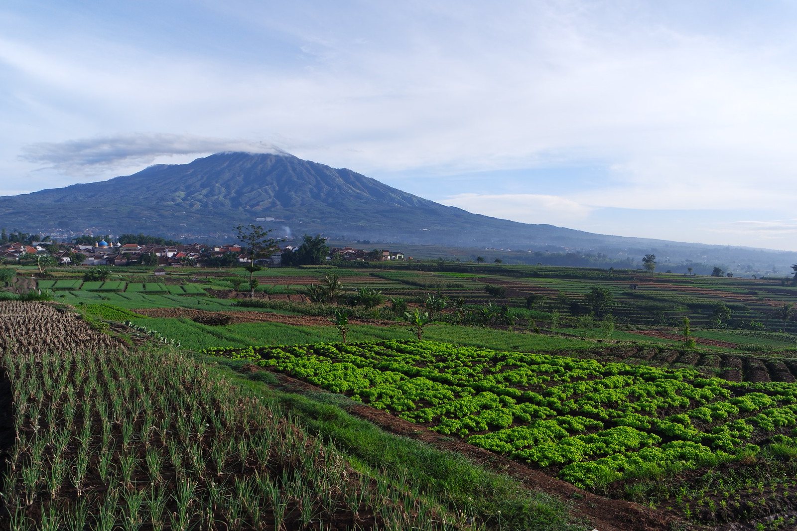 Surga di Lereng Gunung Arjuna, Pesona Keindahan Desa Torongrejo