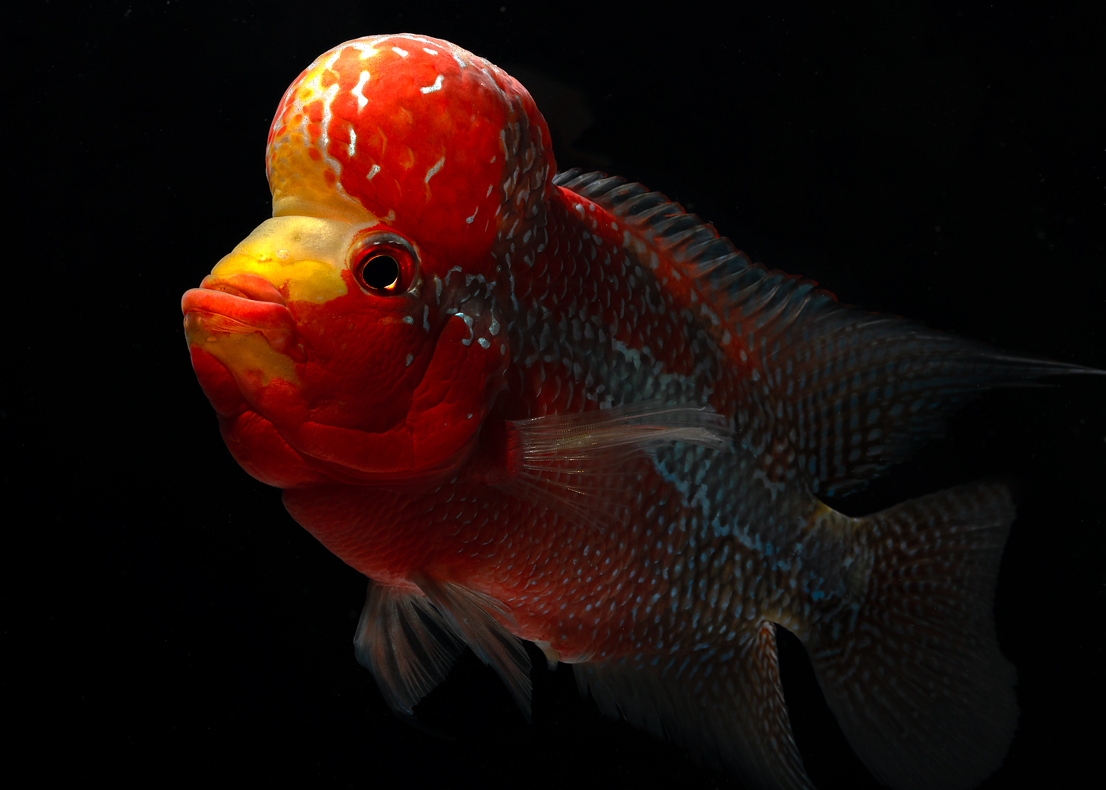 alun-alun-nikonian---part-14