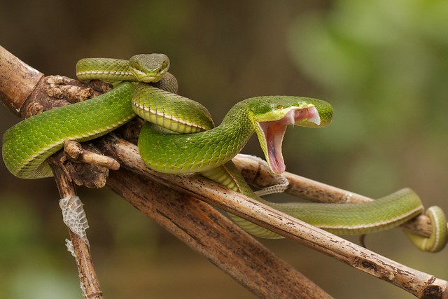 Kenali Jenis Ular Berbisa di Sekitar Agan &#91;Indonesian Snake&#93;