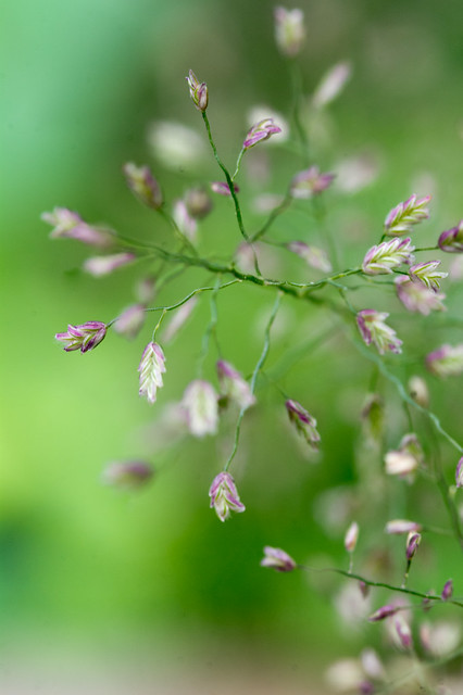 geoju-samseong-tempat-tinggal-samsung