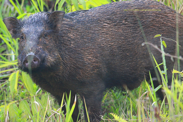 Pembatasan Impor Sapi, Solusi Super Cerdas Atau Super Keblinger?