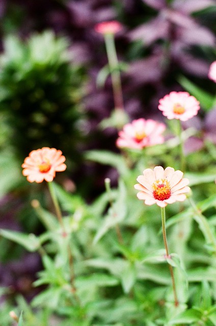 nongkrong-bareng-analog---film-camera---part-4