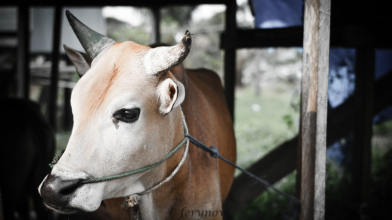 saung-lensa-manual---part-2