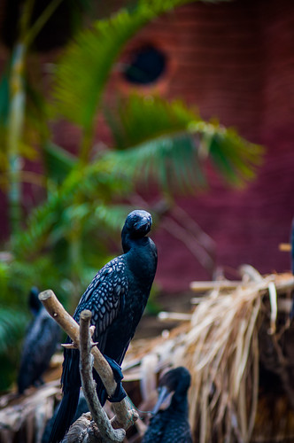 nongkrong-bareng-animal-photography