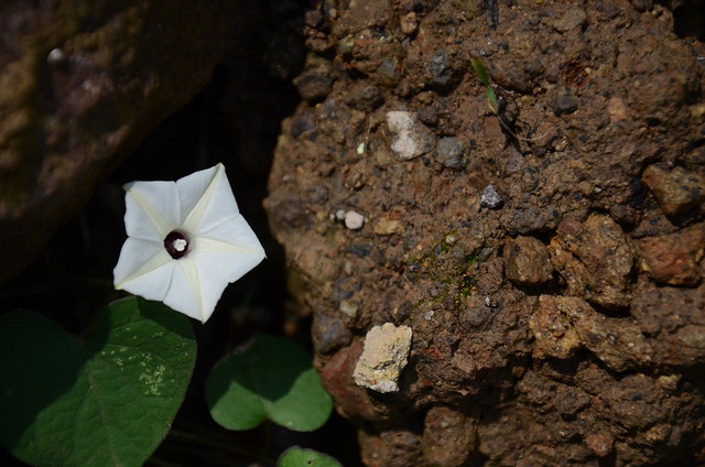 alun-alunnya-nikonian---part-10