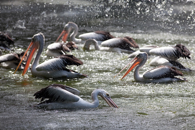 kampung-canoners---part-13