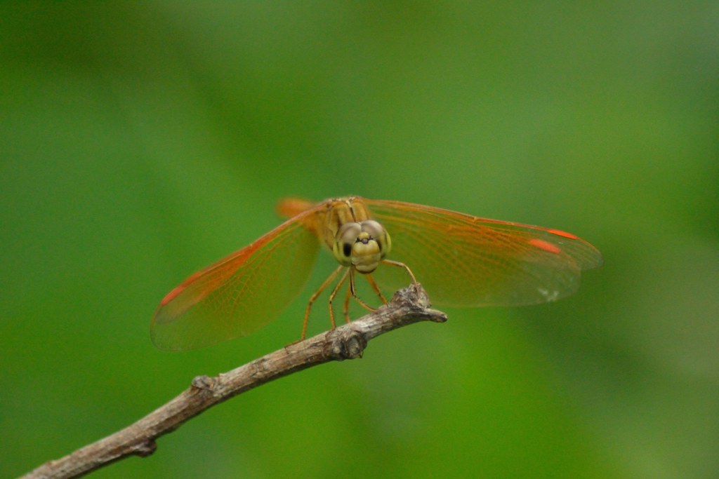 alun-alunnya-nikonian---part-10