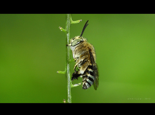 nongkrong-bareng-macro-micro-photography