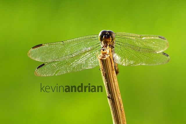 pendopo-sony-alpha---part-4