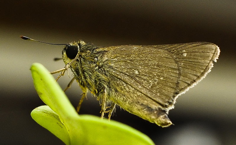 alun-alunnya-nikonian---part-10