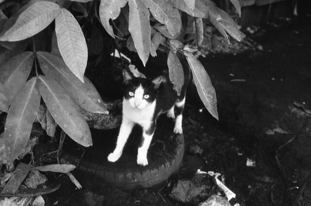 nongkrong-bareng-analog---film-camera---part-4