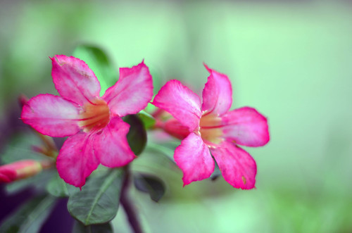 nongkrong-bareng-lensa-50mm-normal-lens