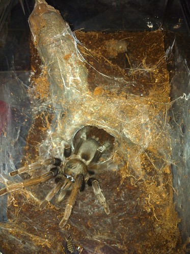 Tarantula betina