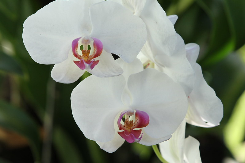 kampung-canoners---part-13