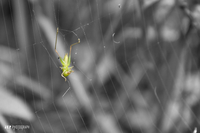&#91;Karnaval Karya&#93; ini kumpulan fotografi hasil jepret ane