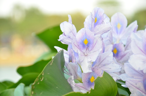 alun-alunnya-nikonian---part-9