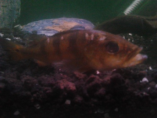 peacock-bass-reloaded-cream