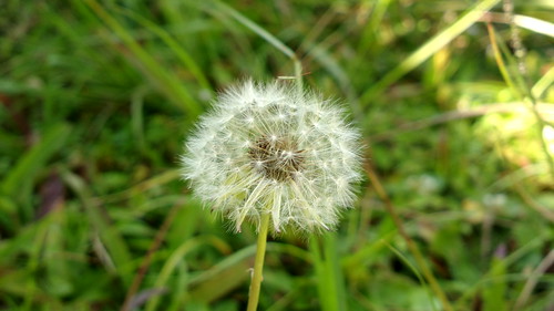 Hasil Foto Macro Kamera Ponsel Nggak Kalah Bagus Dari Kamera SLR Gan &#91;PIC++}