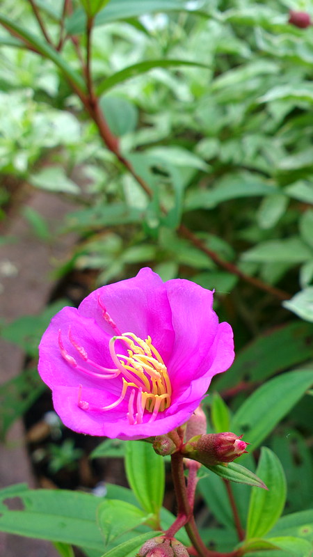 nongkrong-bareng-plants-photography-buat-yang-suka-foto-tetumbuhan