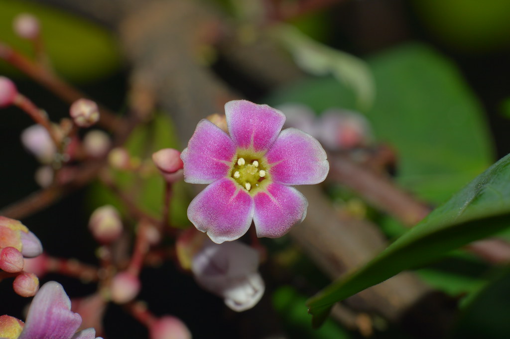 nongkrong-bareng-plants-photography-buat-yang-suka-foto-tetumbuhan