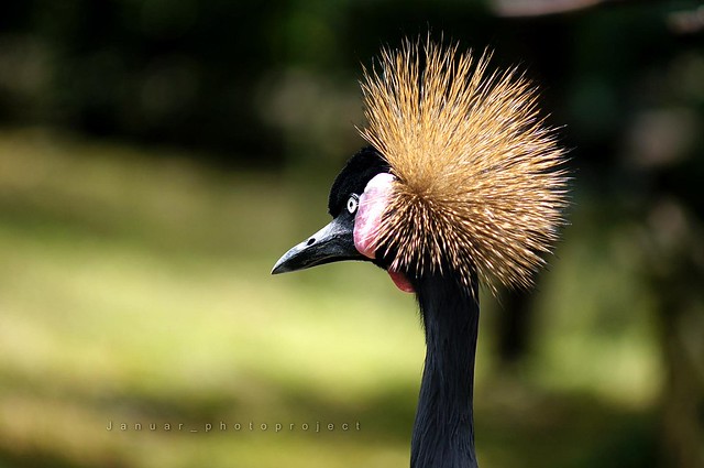 nongkrong-bareng-animal-photography