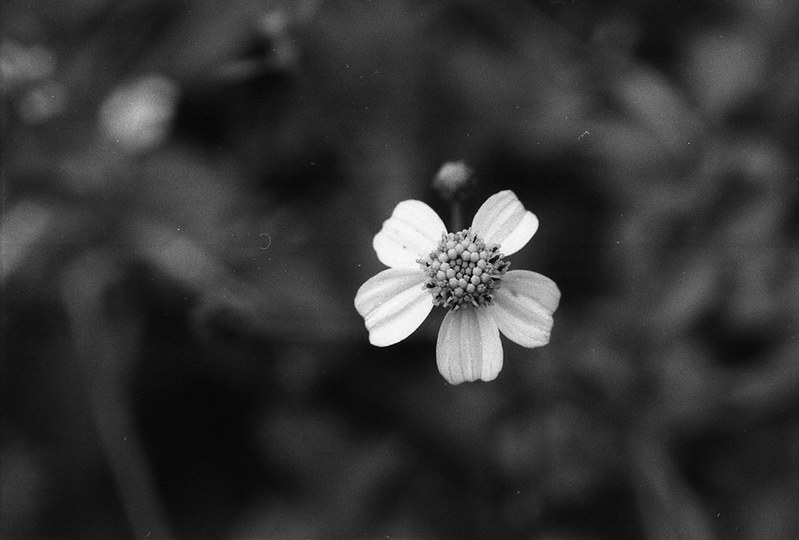 nongkrong-bareng-analog---film-camera---part-4